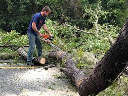 Tree and Shrub Care in Homeacre Lyndora, PA