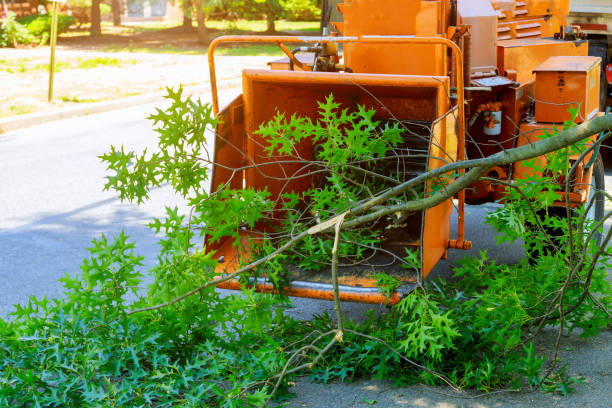 Best Commercial Tree Services  in Homeacre Lyndora, PA