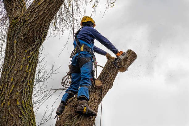 Best Tree Trimming and Pruning  in Homeacre Lyndora, PA