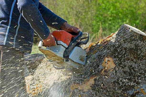 Best Fruit Tree Pruning  in Homeacre Lyndora, PA