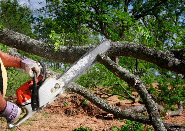 Best Root Management and Removal  in Homeacre Lyndora, PA